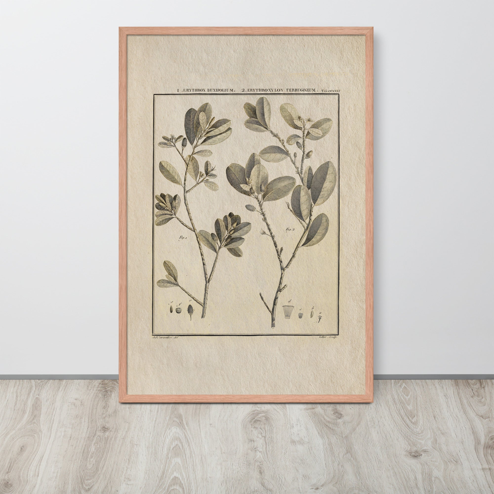 Botanicals - Erythroxylum