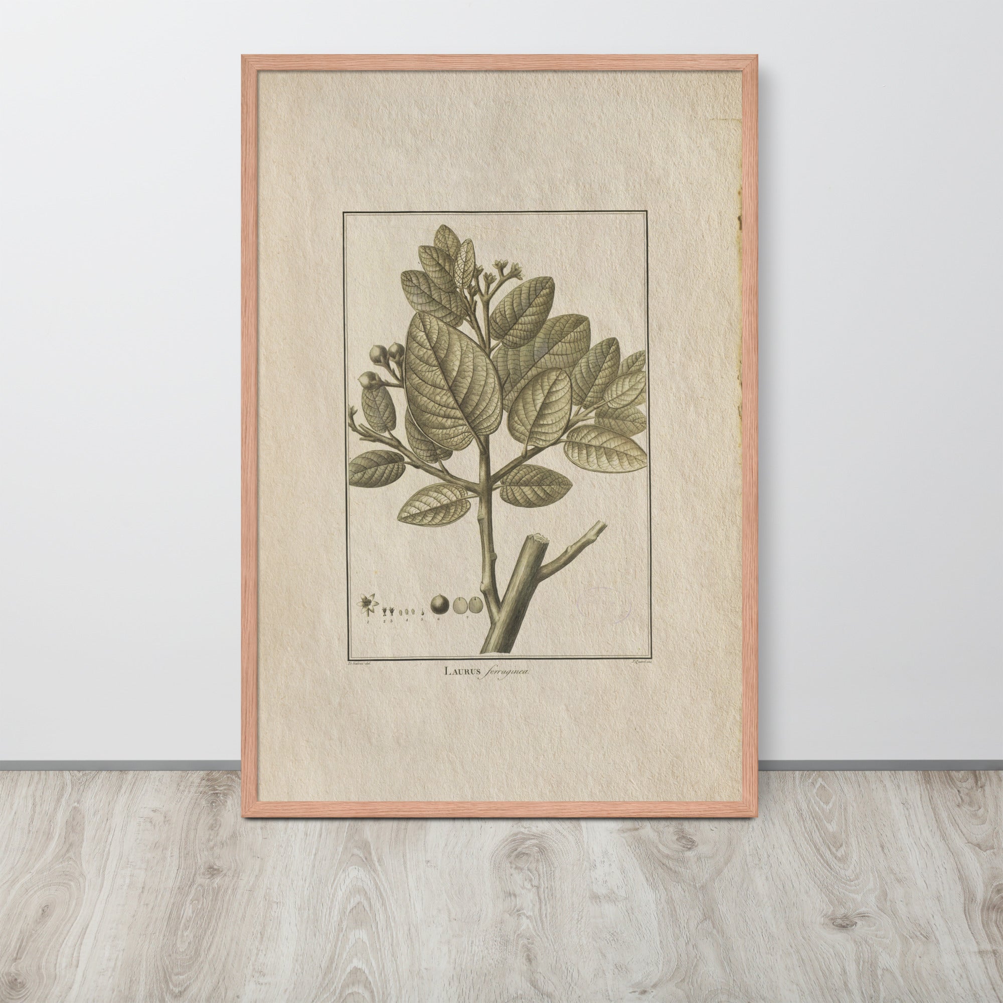 Botanicals - Laurus Ferruginea