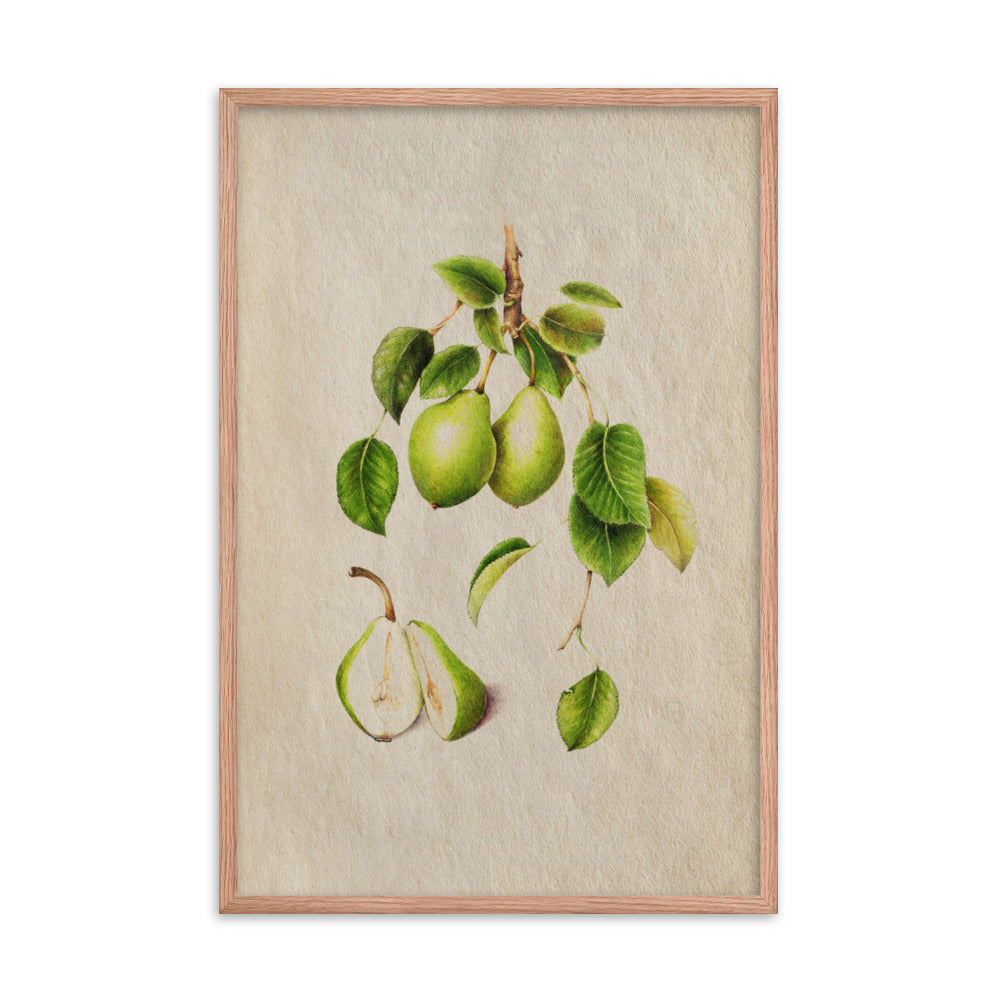 Botanicals - Pyrus Communis