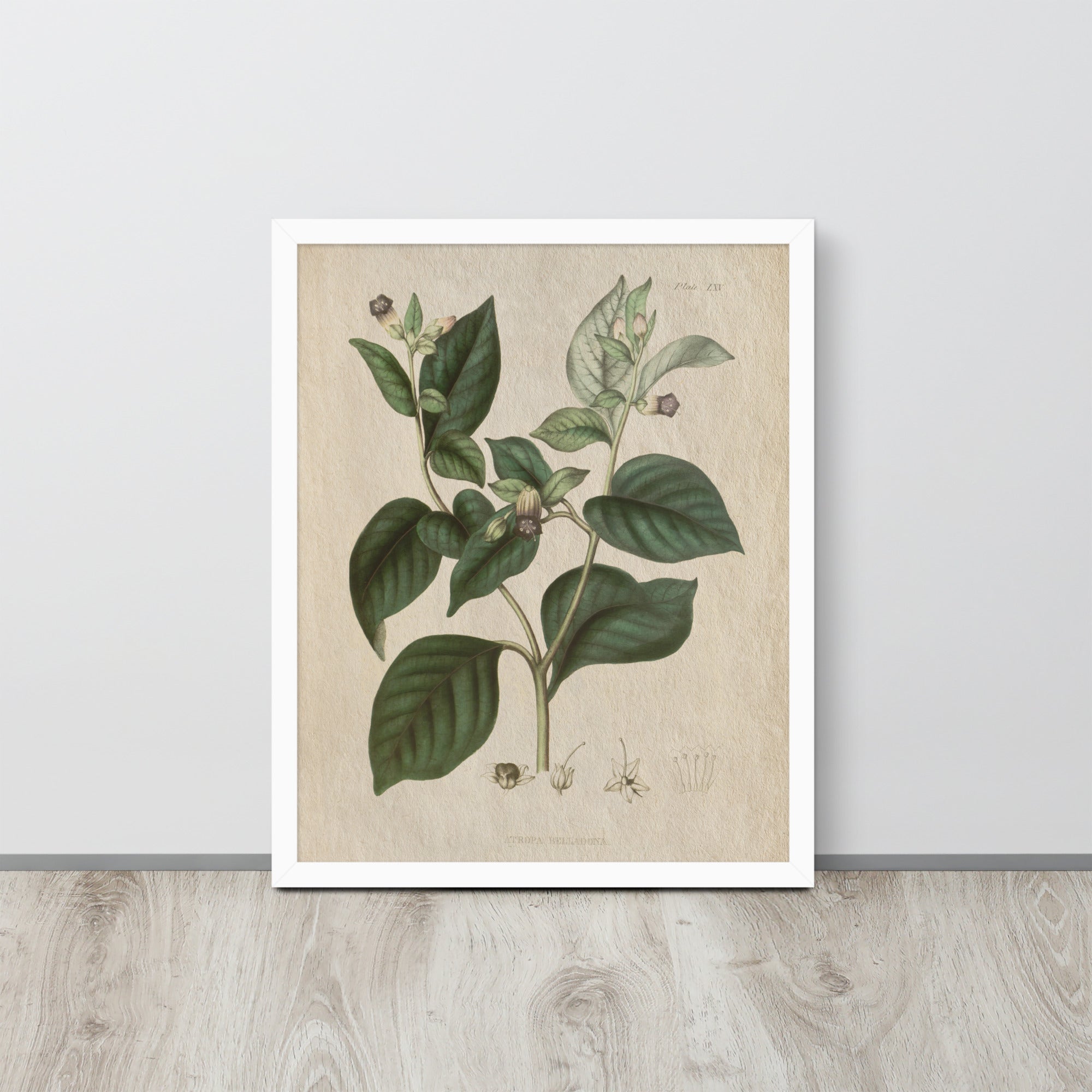 Botanicals - Atropa belladonna