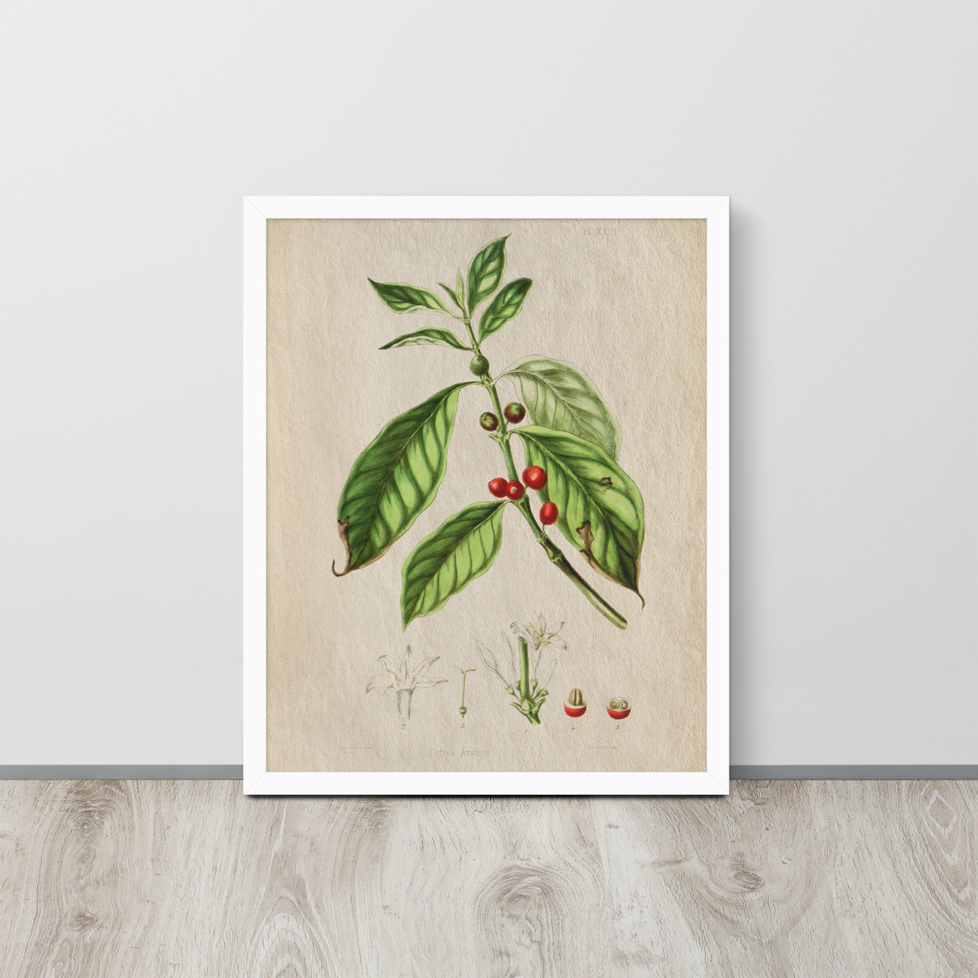 Botanicals - Corte Arabica