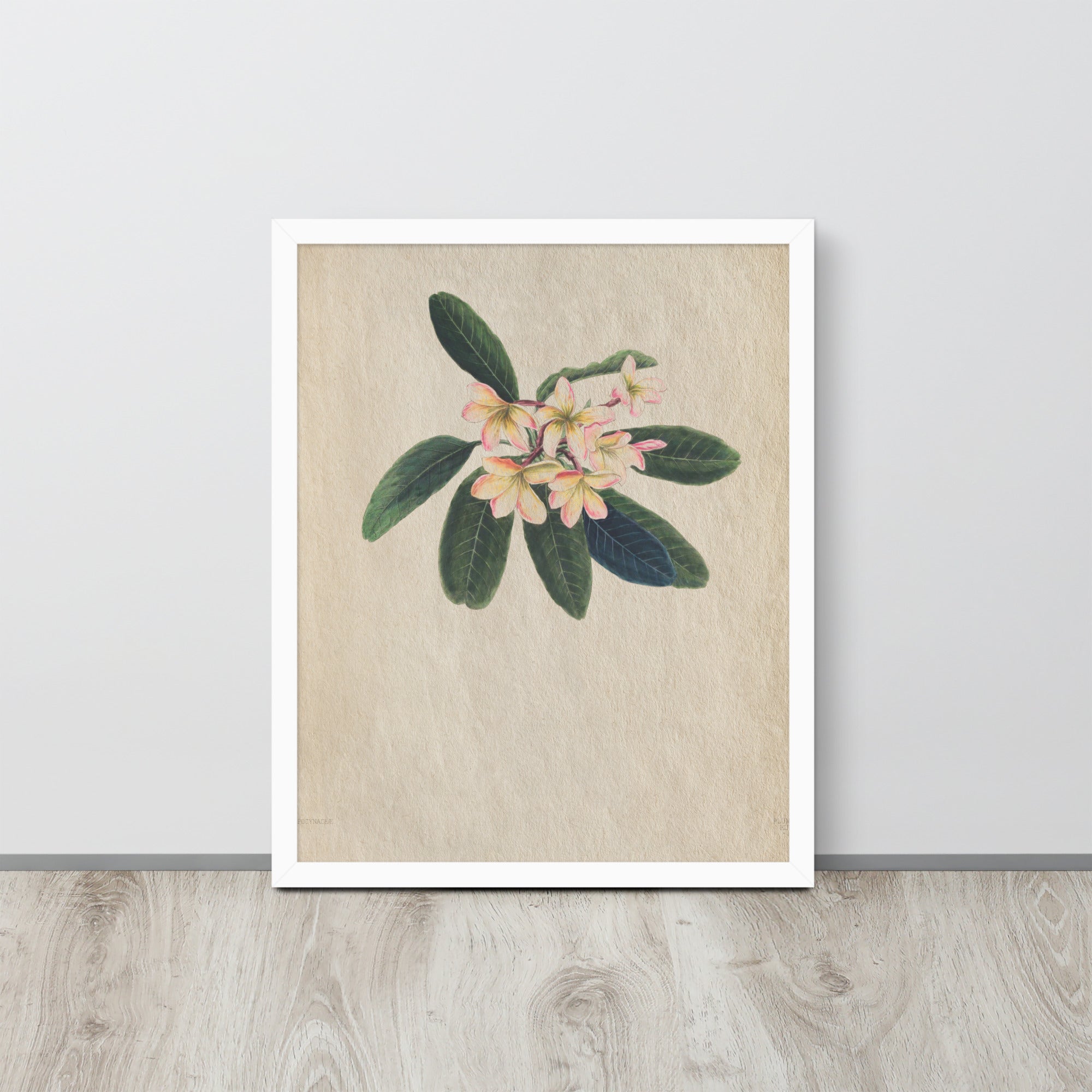 Botanicals - Frangipani
