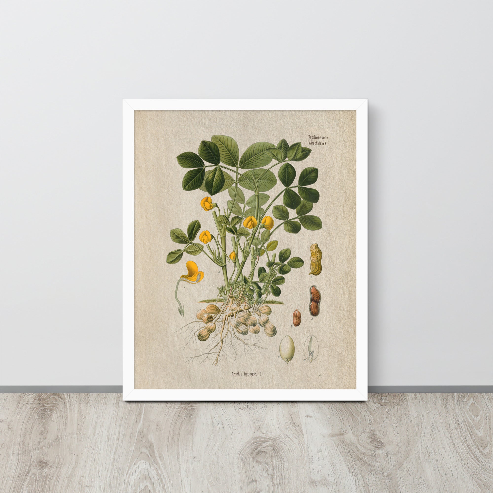Botanicals - Arachis Hypogaea