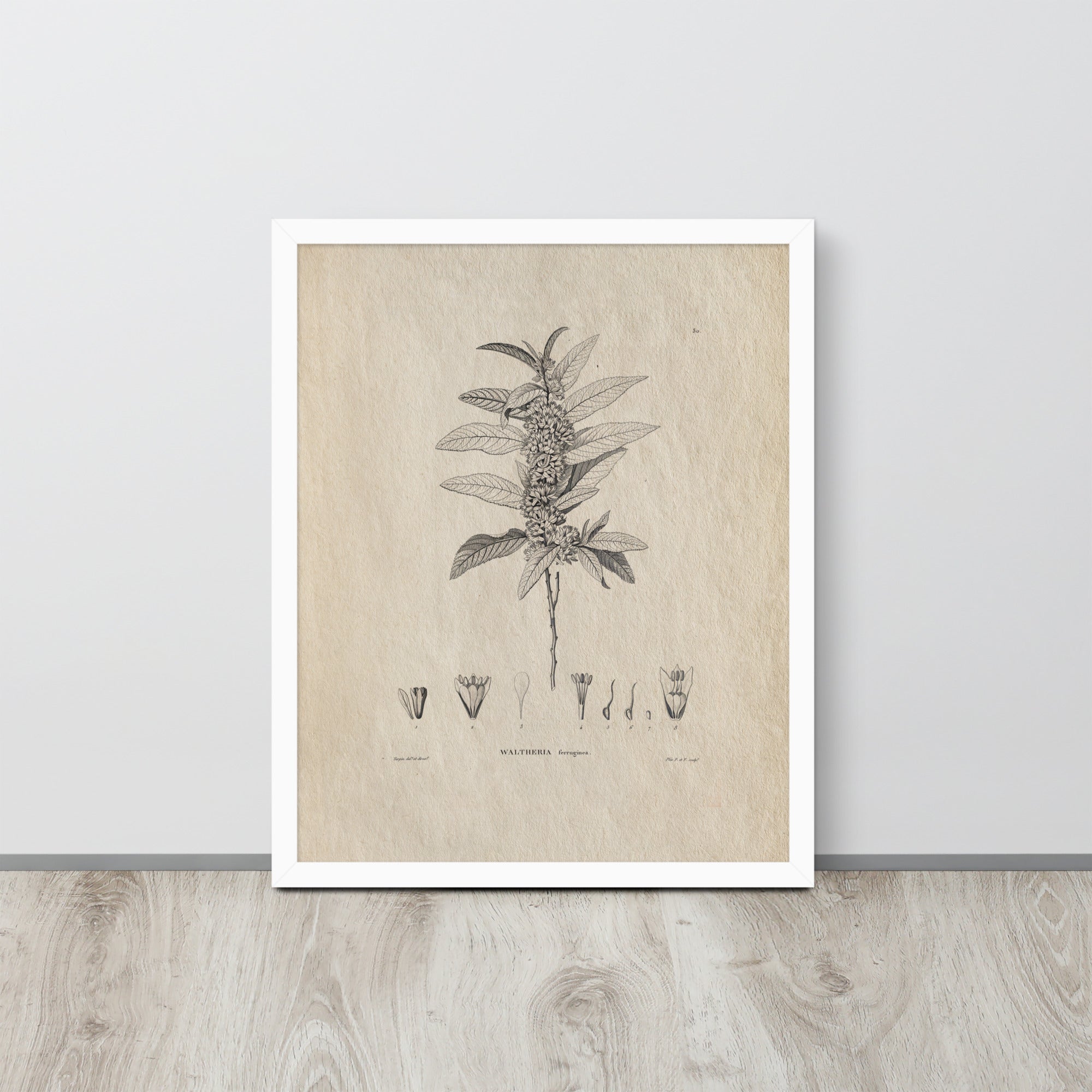 Botanicals - Waltheria Ferruginea
