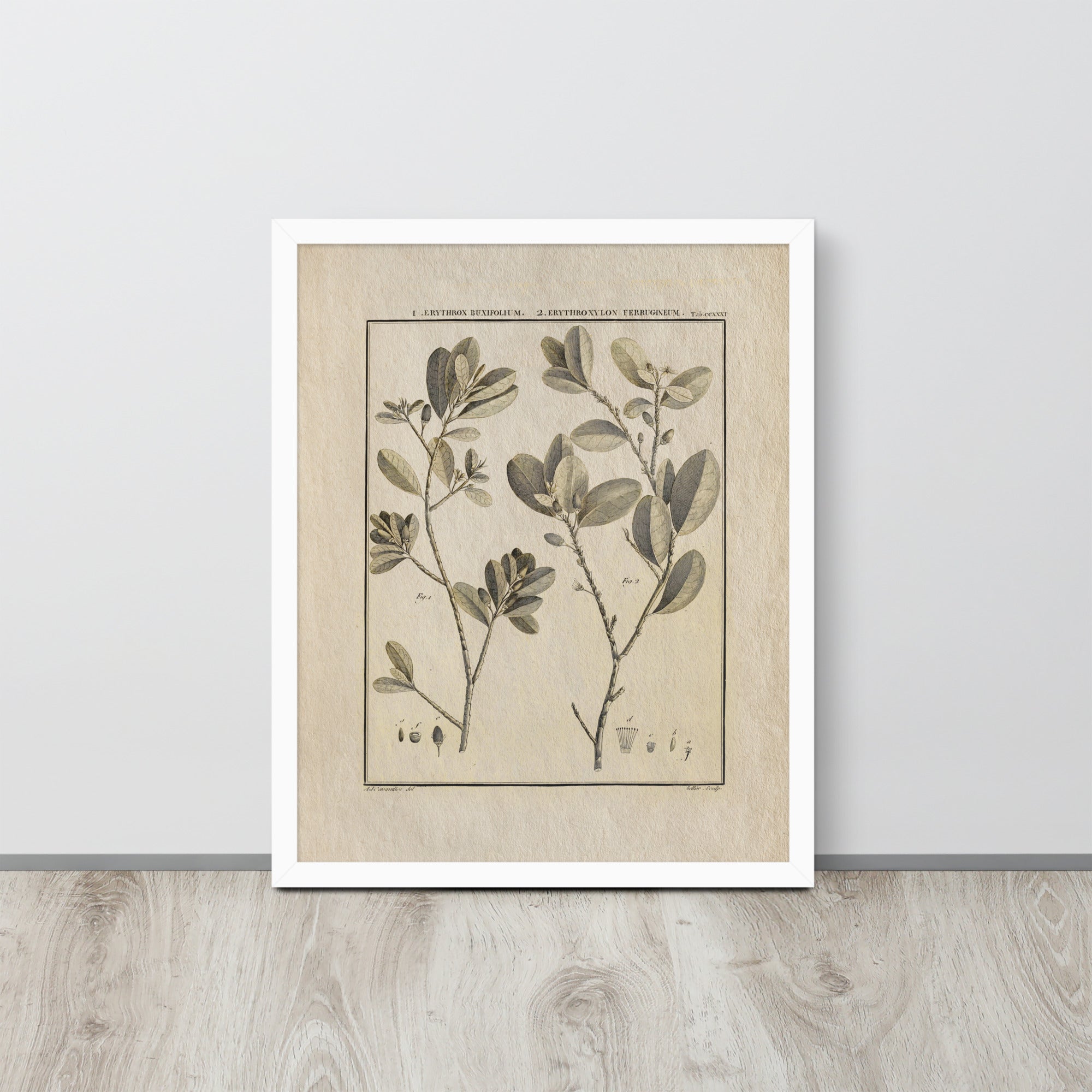 Botanicals - Erythroxylum