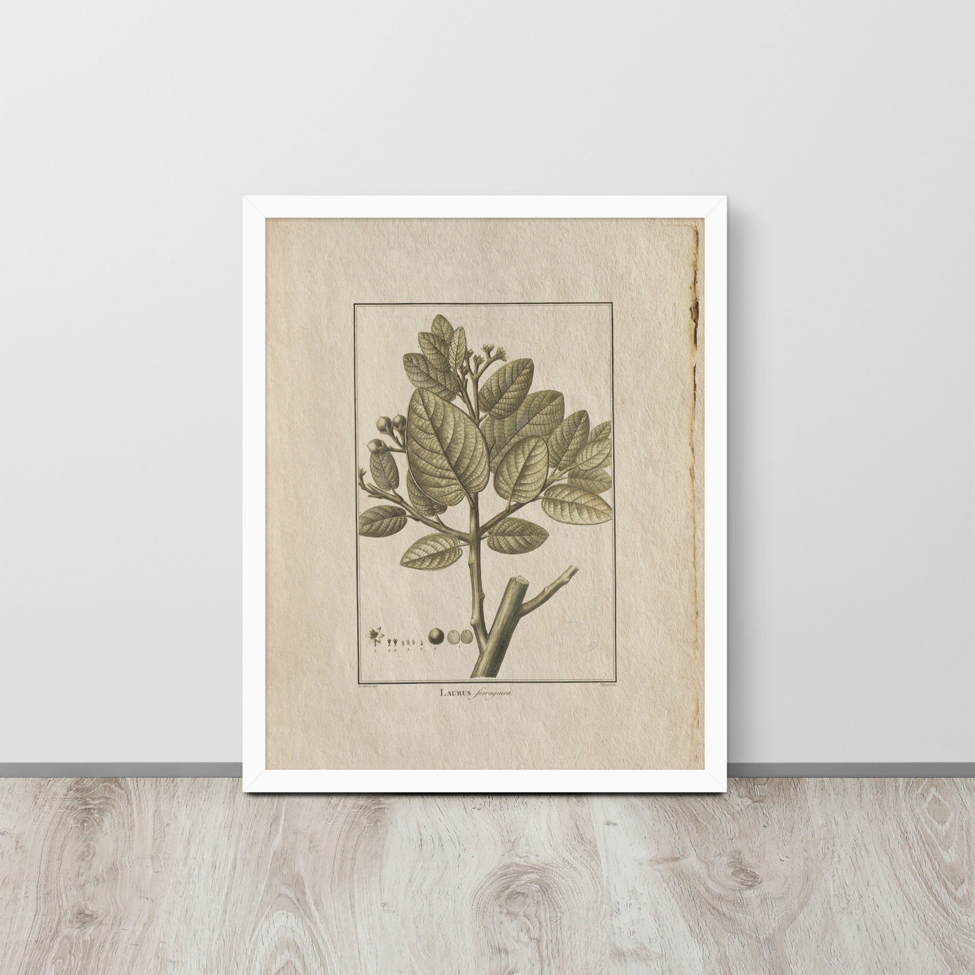 Botanicals - Laurus Ferruginea