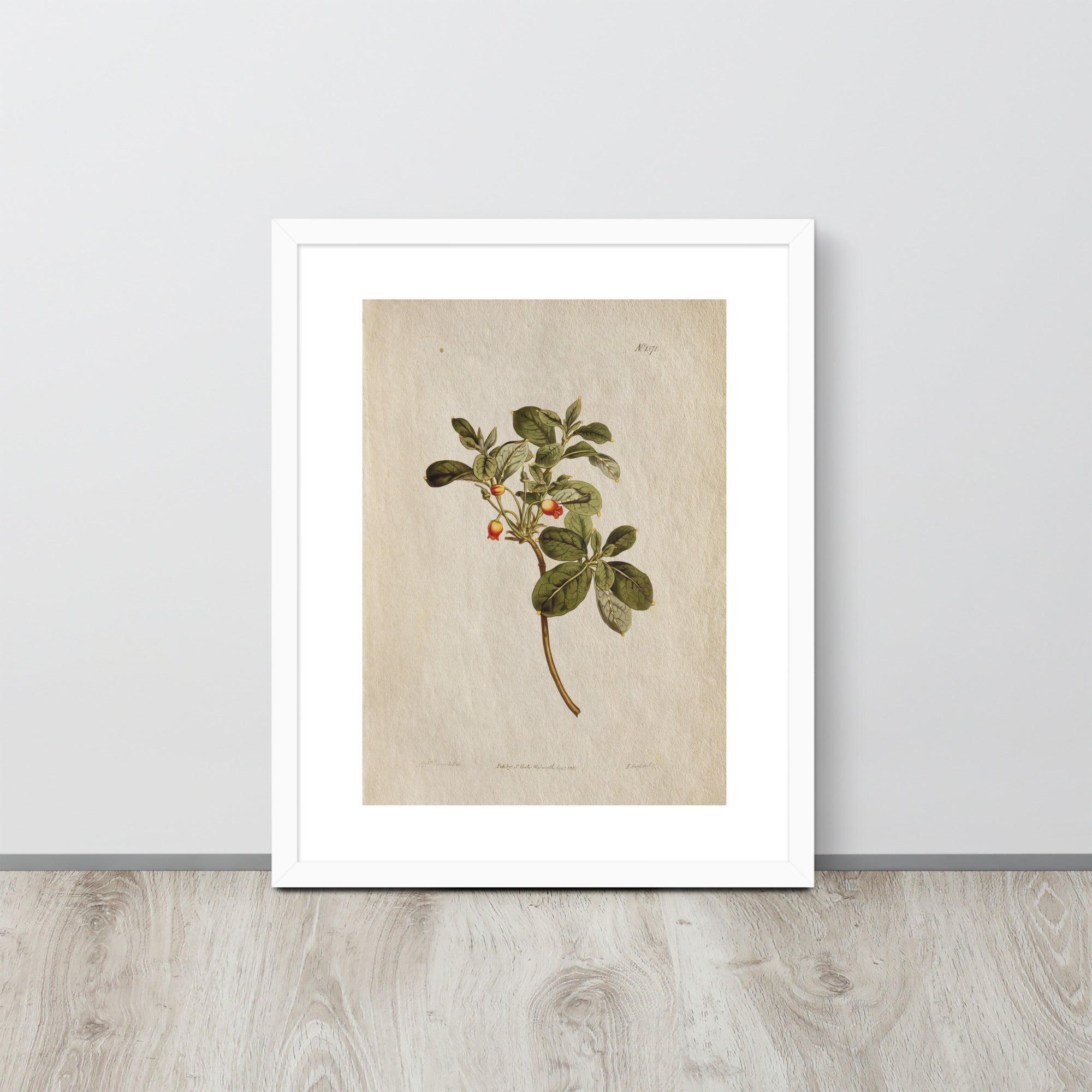 Botanicals - 0.37