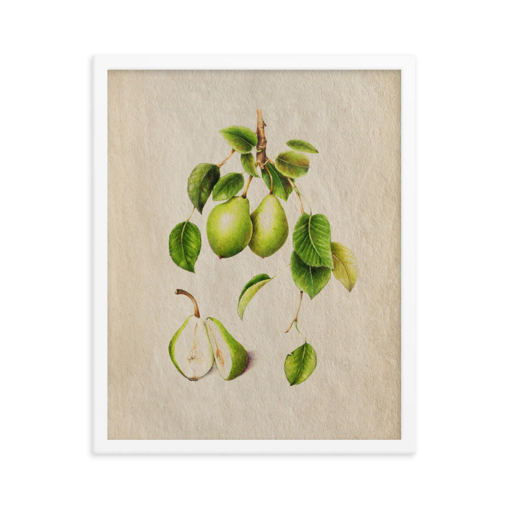 Botanicals - Pyrus Communis