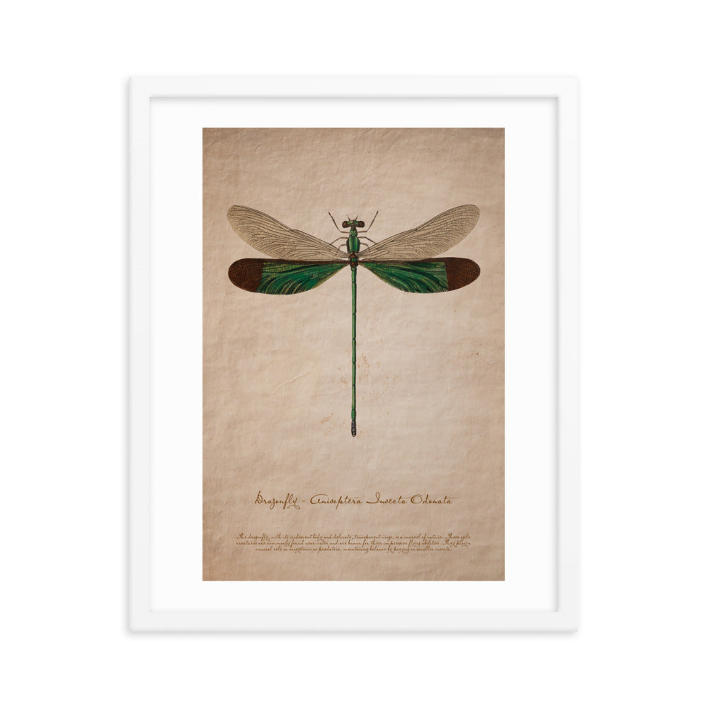 Insects - Dragonfly 0.5