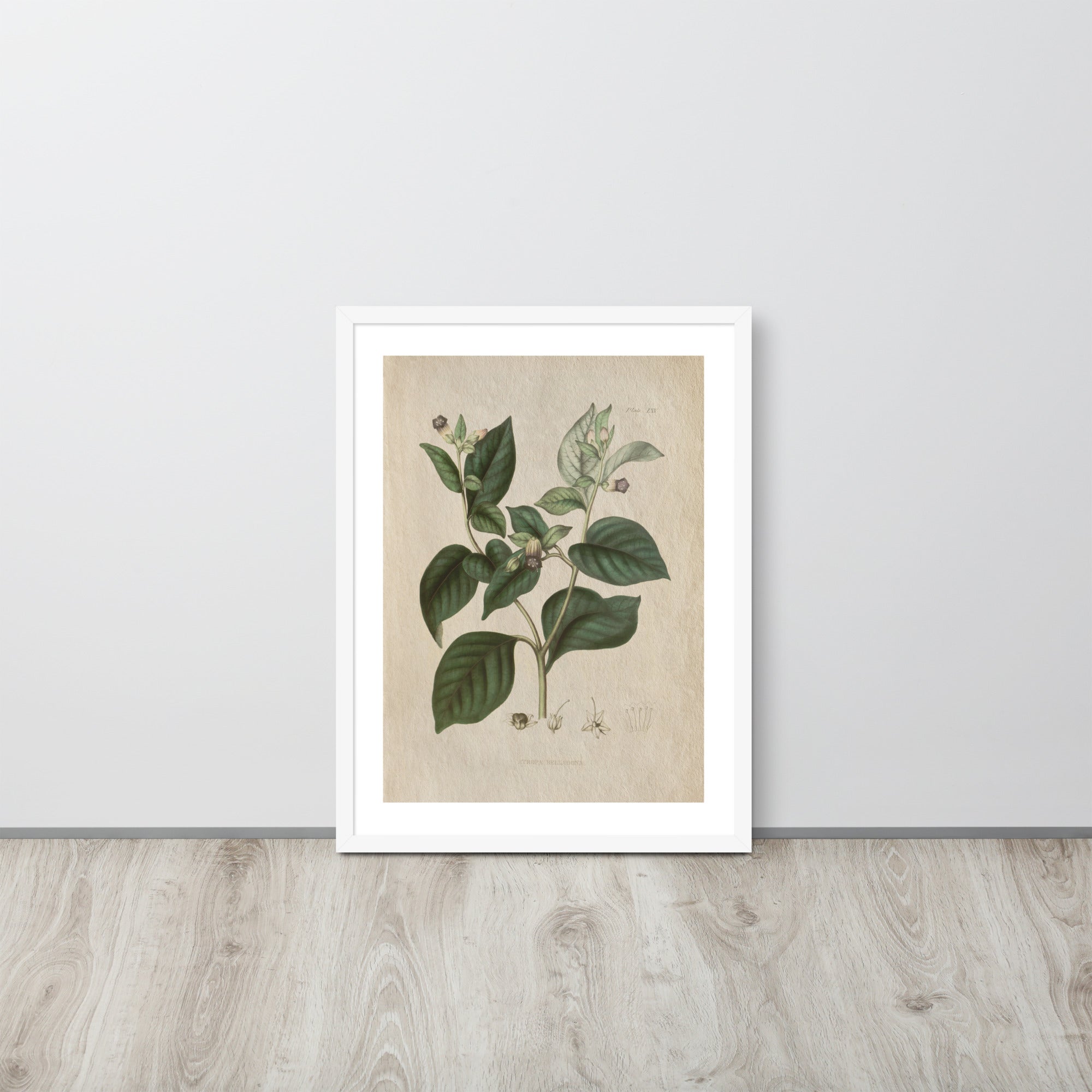 Botanicals - Atropa belladonna