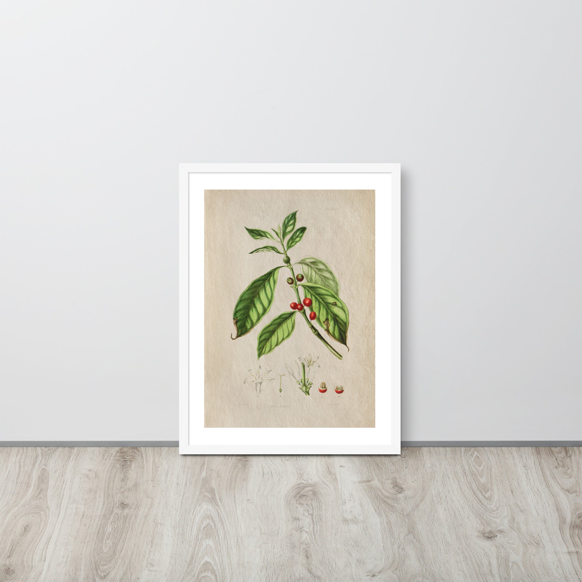 Botanicals - Corte Arabica