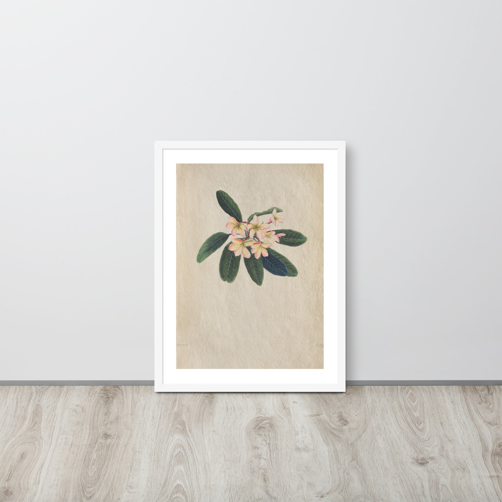 Botanicals - Frangipani