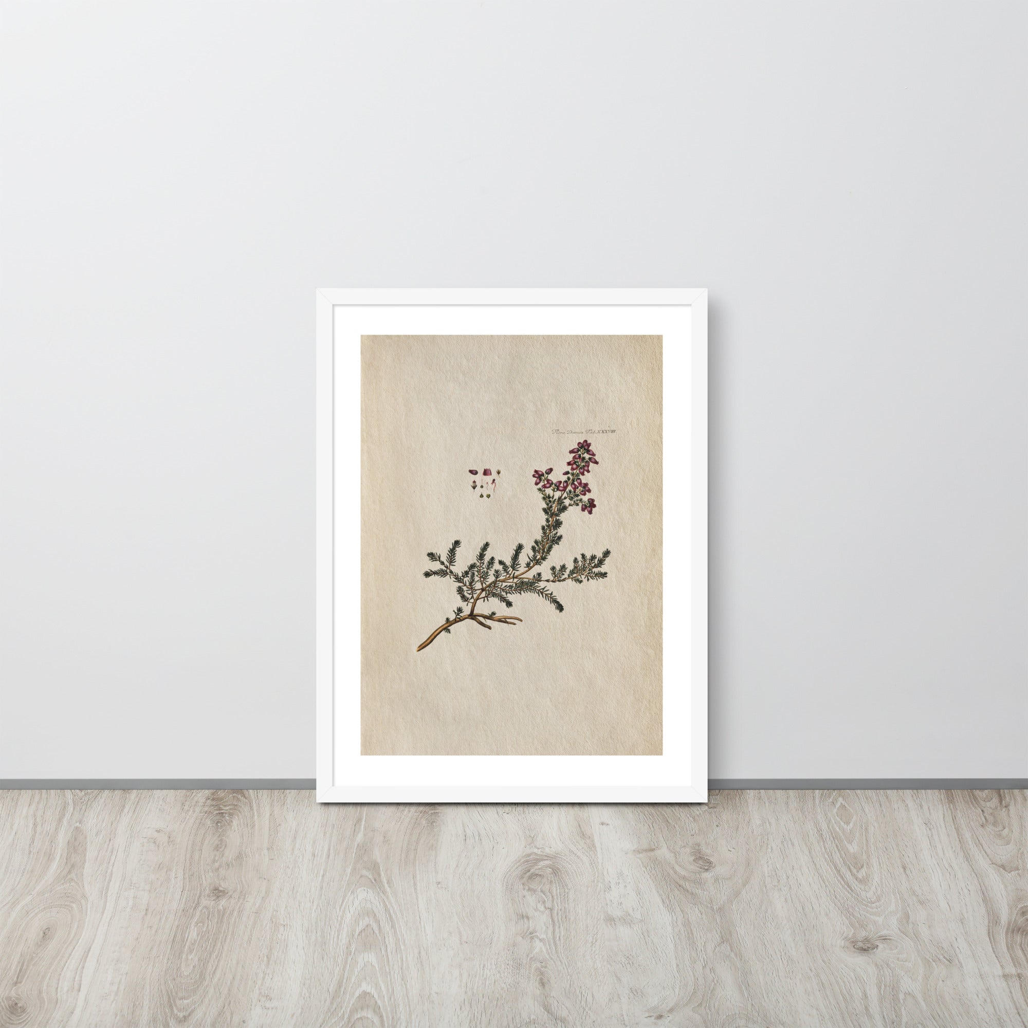 Botanicals - Flora Danica Tab XXXVIII