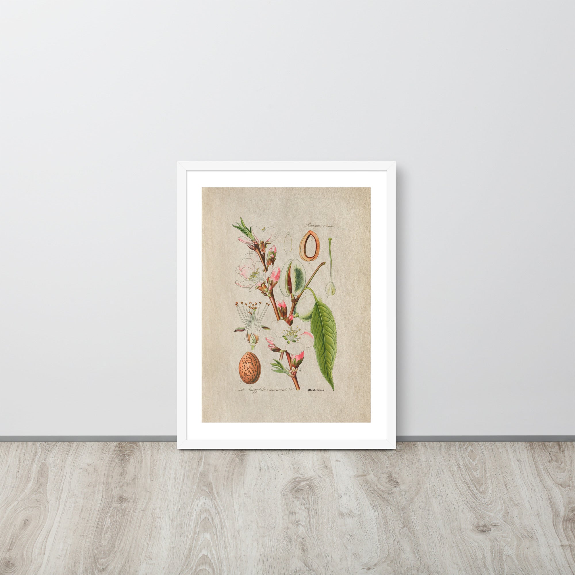 Botanicals - Amygdalus Communis L