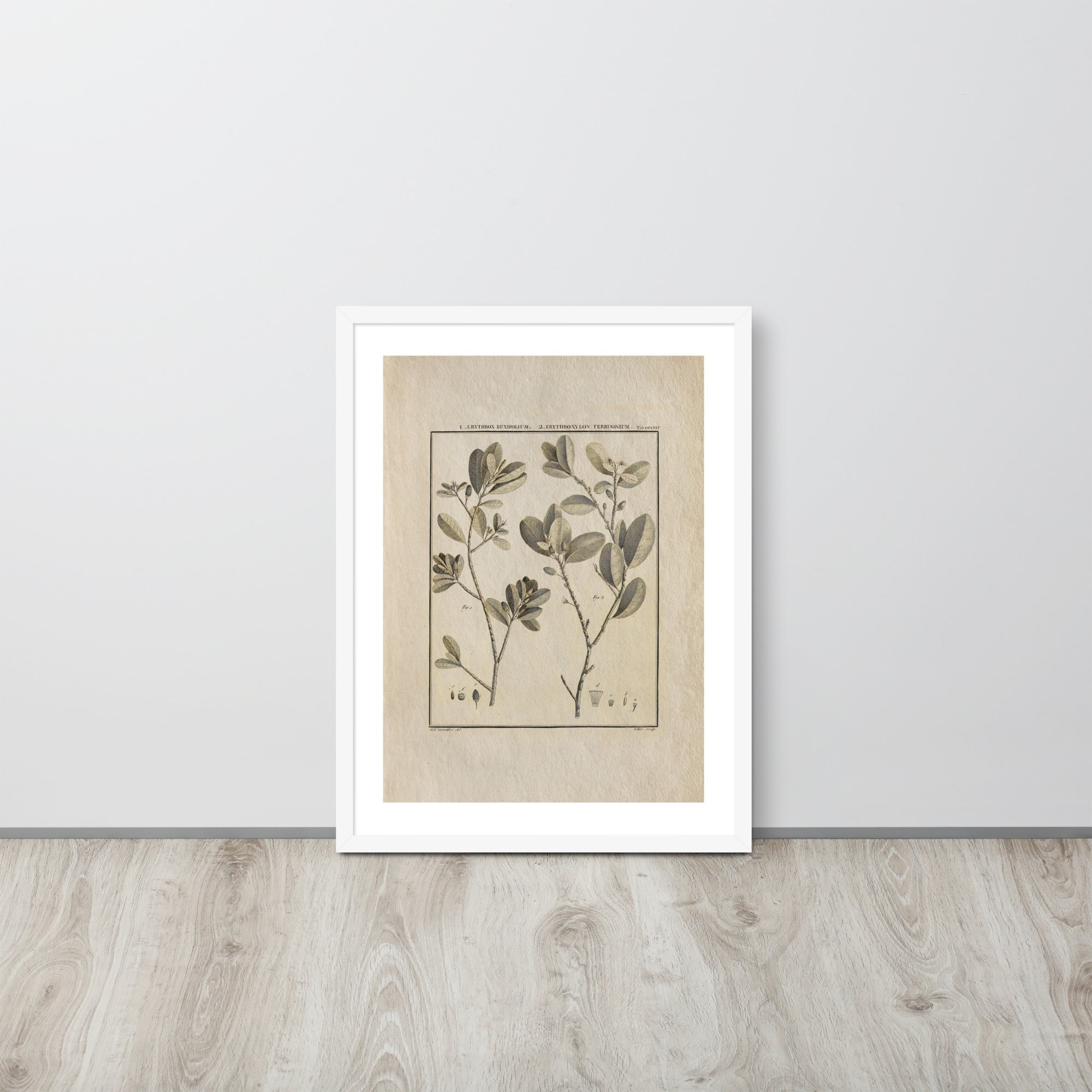 Botanicals - Erythroxylum