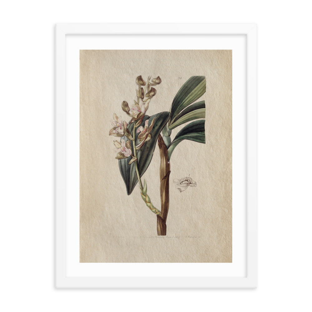Botanical - 0.4