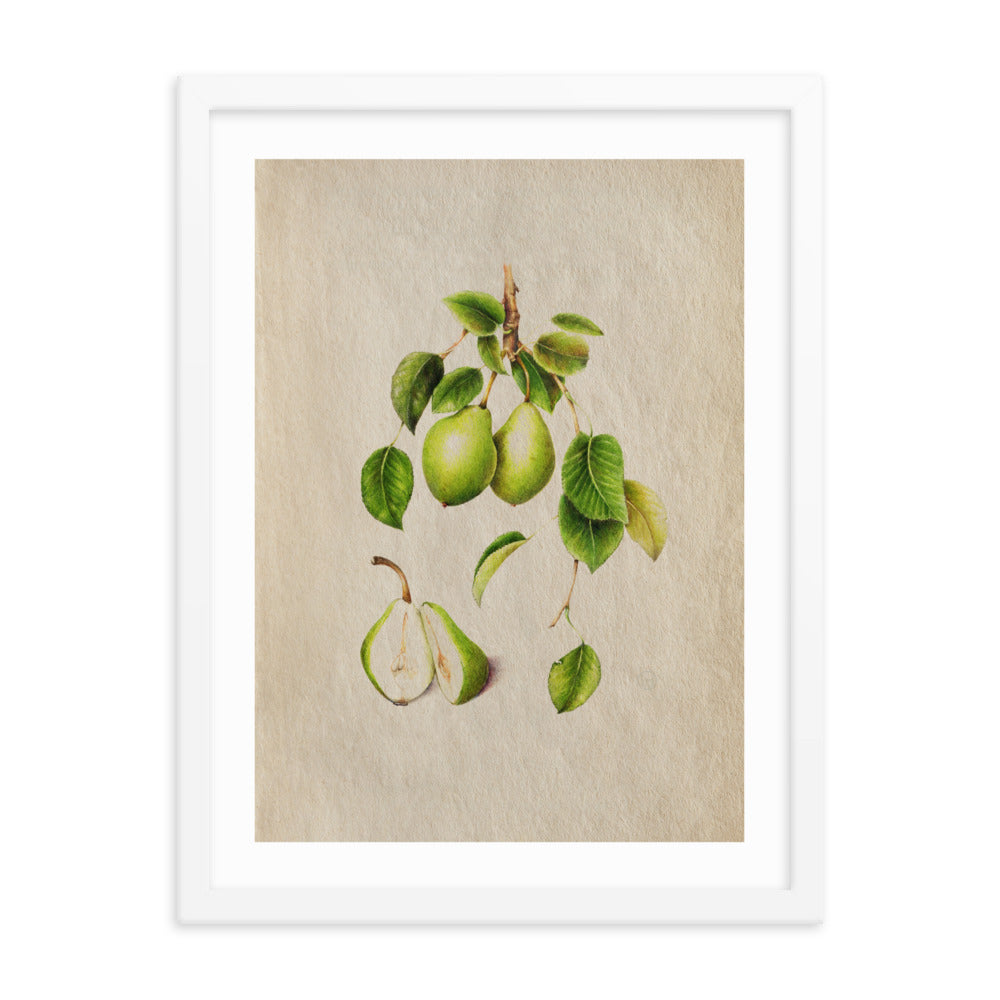 Botanicals - Pyrus Communis