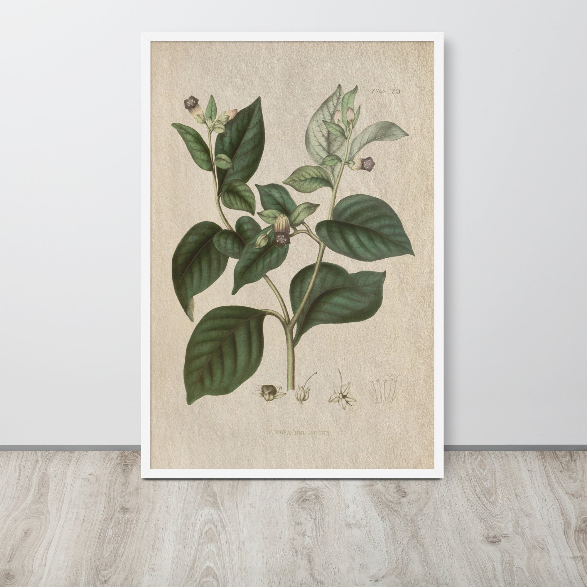 Botanicals - Atropa belladonna