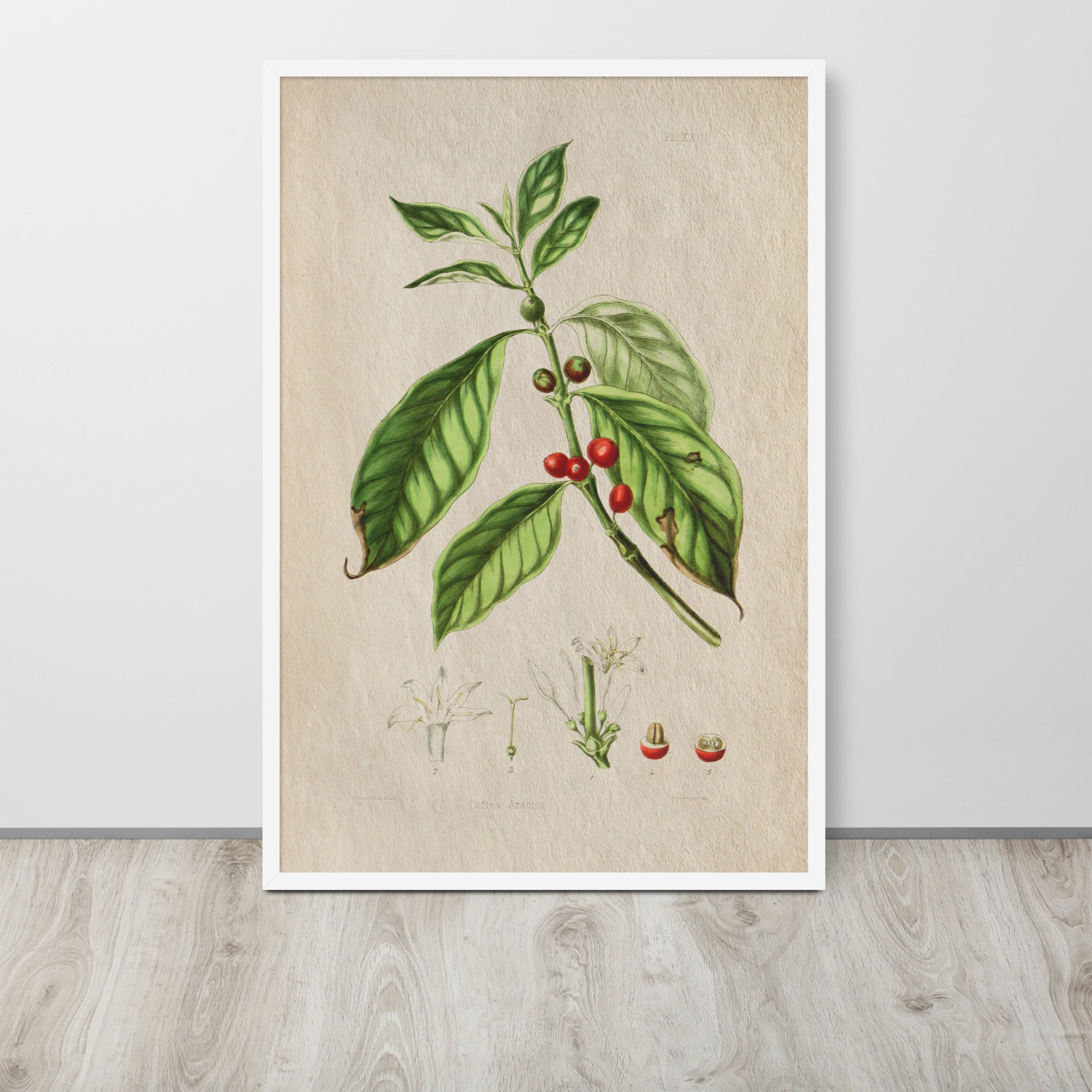 Botanicals - Corte Arabica