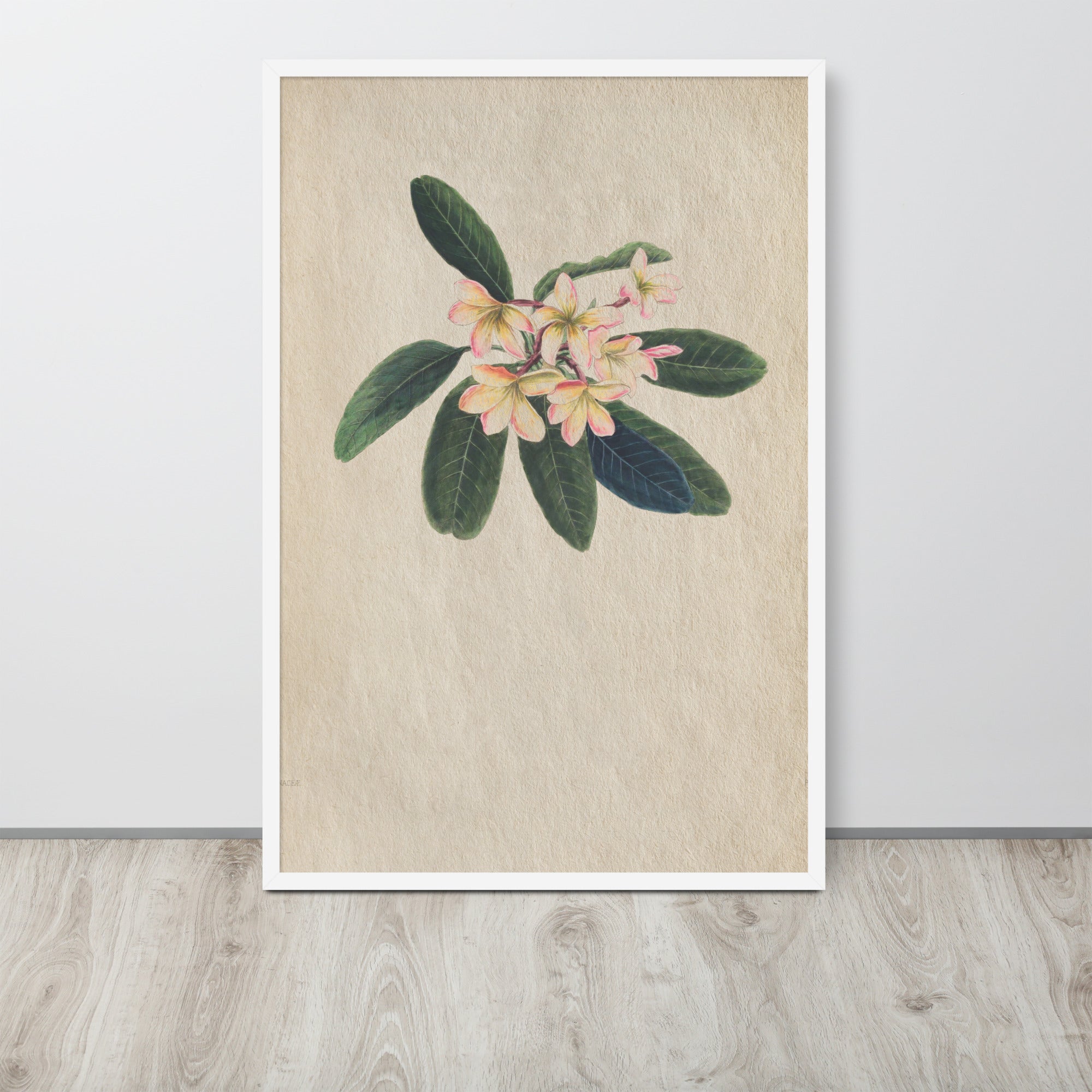 Botanicals - Frangipani