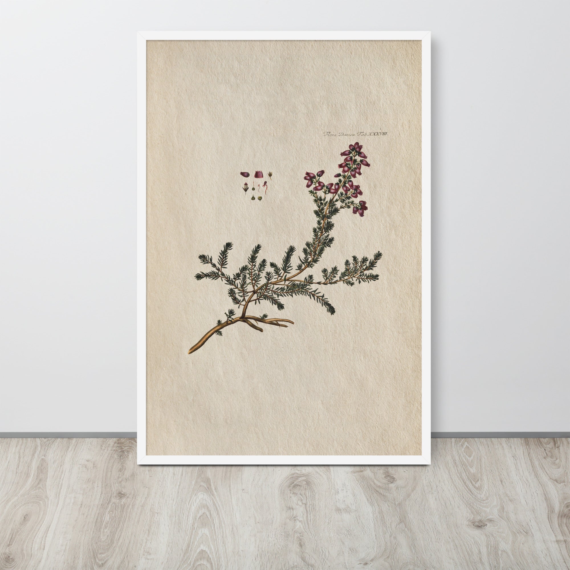 Botanicals - Flora Danica Tab XXXVIII