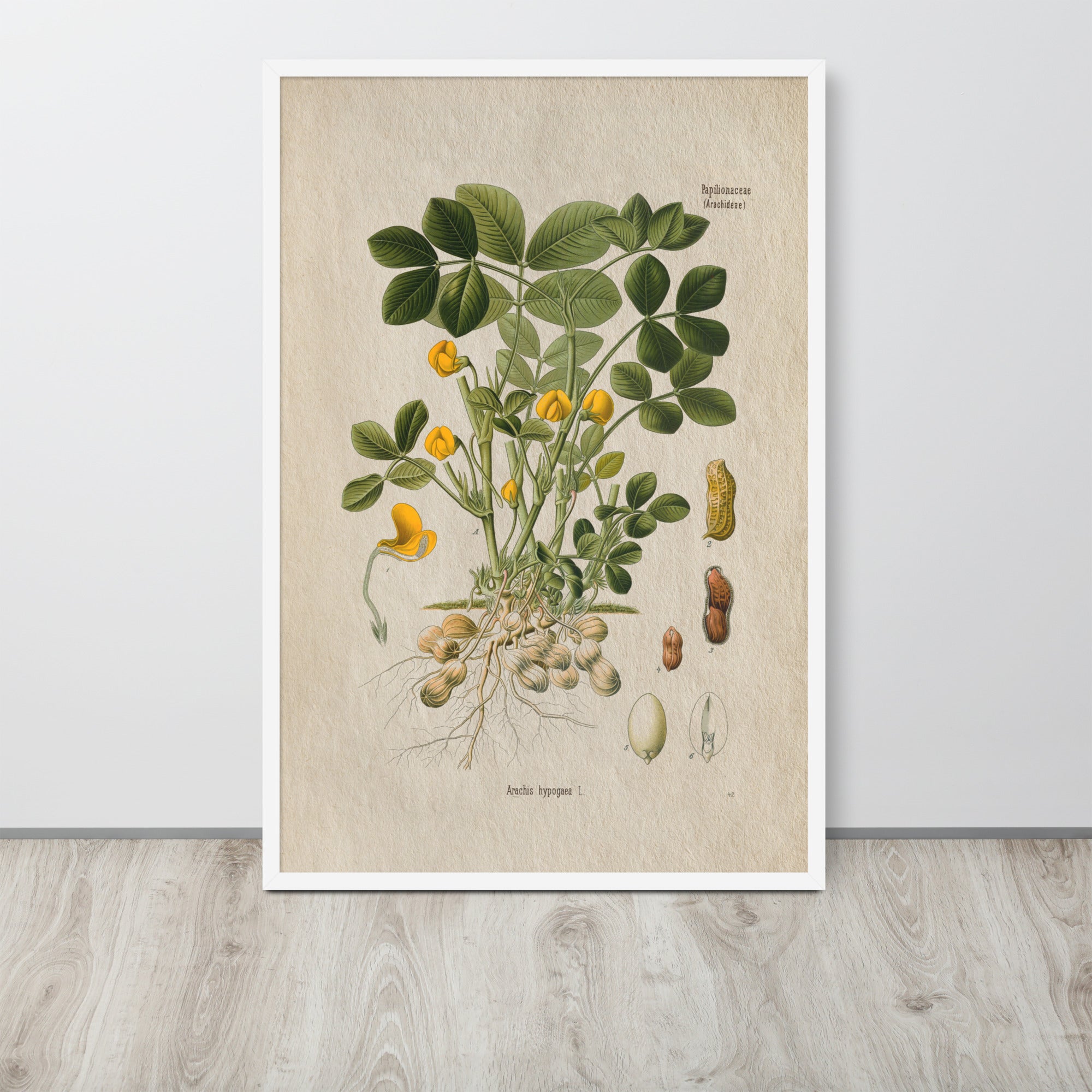 Botanicals - Arachis Hypogaea