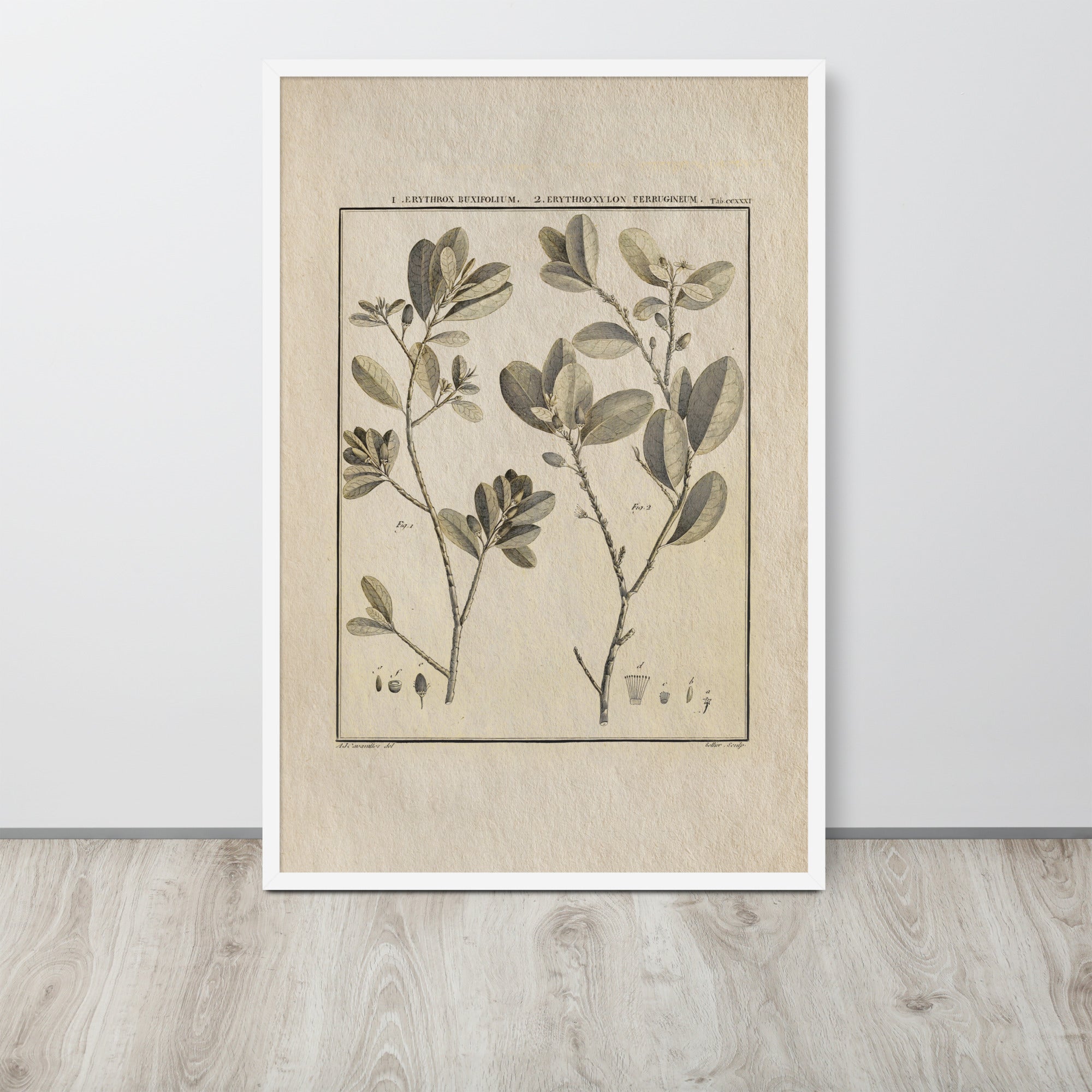 Botanicals - Erythroxylum