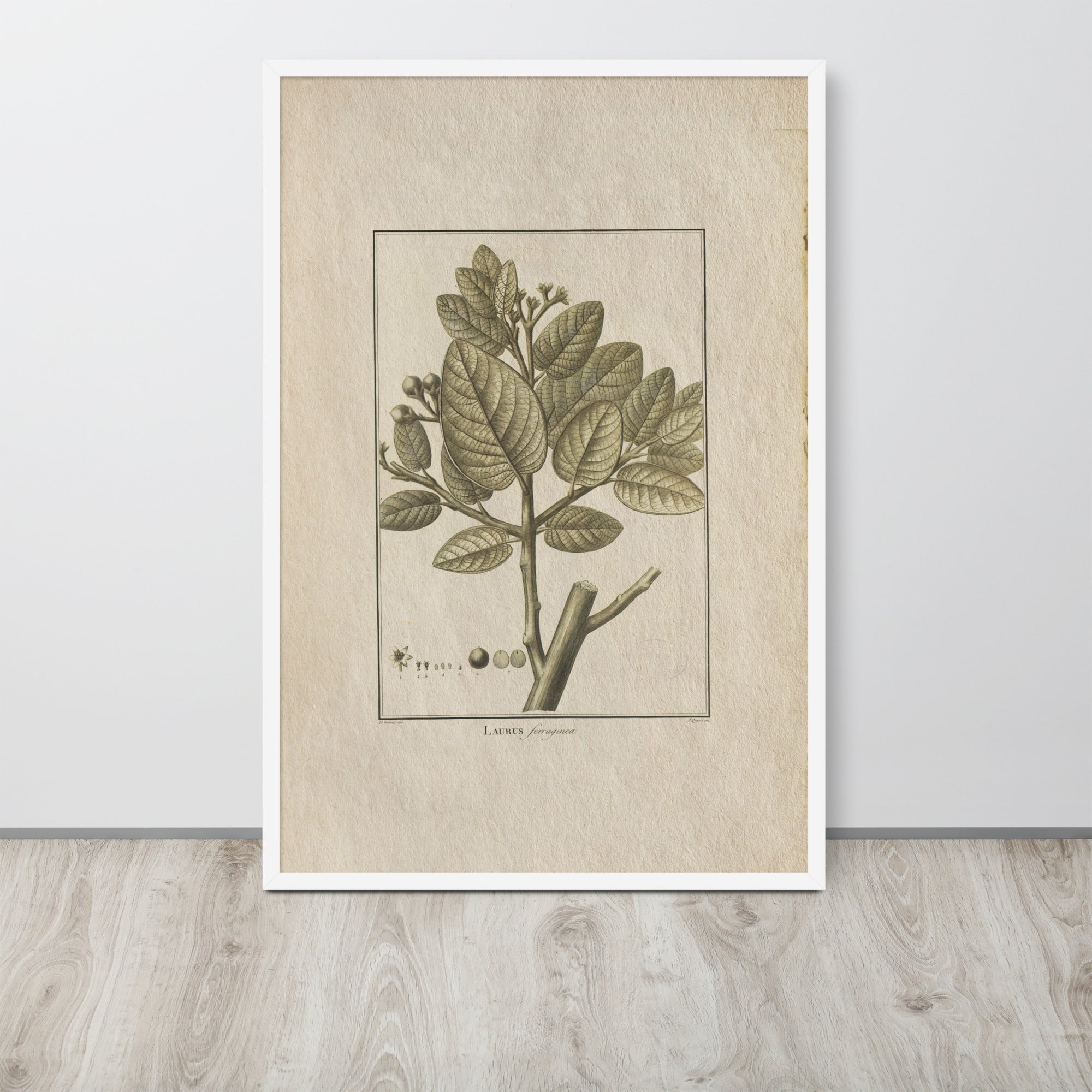 Botanicals - Laurus Ferruginea