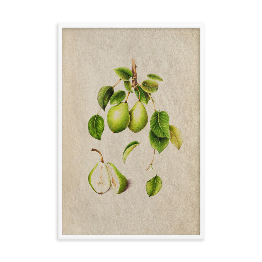 Botanicals - Pyrus Communis